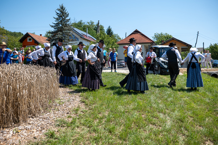 Dobrovnik - 2000 semen - ZETEV 2025-1174814